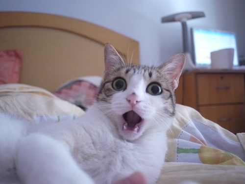 Cat Gasp GIF